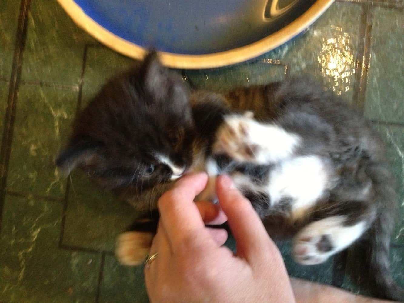 Kittens make everything better