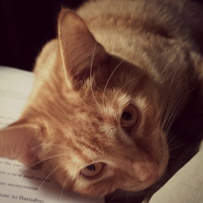 What I’ve Learned About Writing From My Cats
