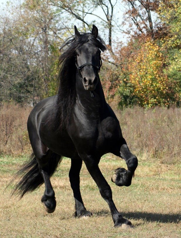 Equus Table of Contents – Including Yours Truly!